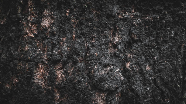 istock Black tree bark background Natural beautiful old tree bark texture According to the age of the tree with beautiful bark during the summer wallpaper 1459876951