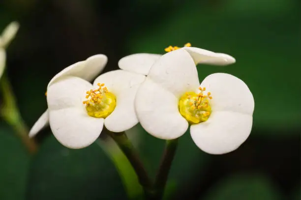 Photo of Crown of thorns, Christ plant, or Christ thorn, detail of white flowers