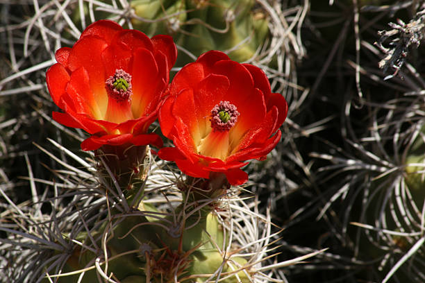 Cactus flores - foto de stock