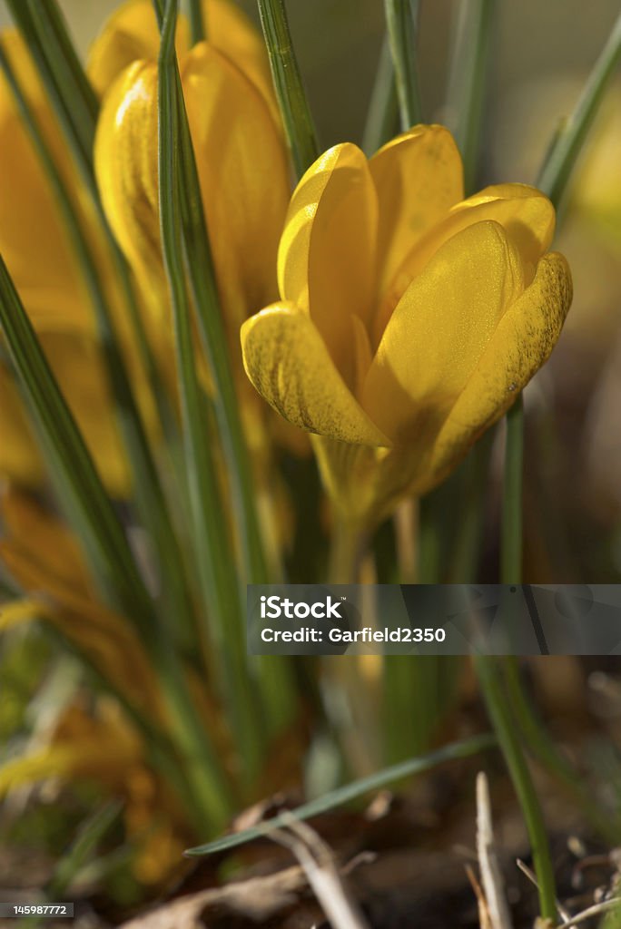 Yellow Crocus Yellow Crocus in the sunlight Blossom Stock Photo