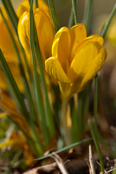 Yellow Crocus stock photo