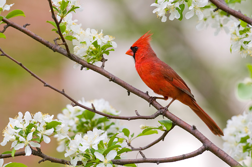 A northern cardinal perched in a tree during spring.