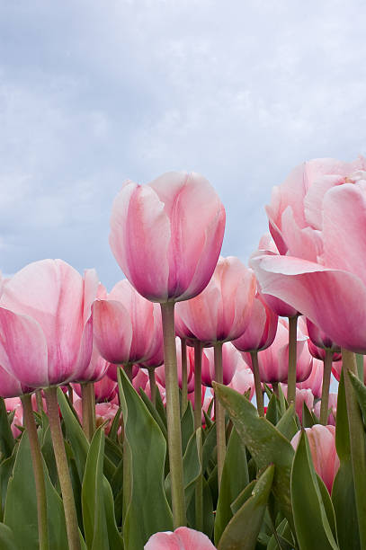 Champ de tulipes rose - Photo