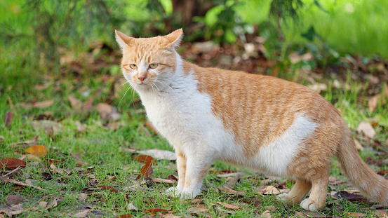 Beautiful ginger tabby cat standing on green grass field, alert homeless cat with flattened ears.