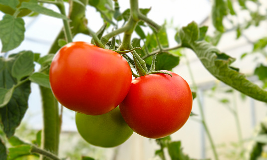 Ripe tomatoes in the glasshouse