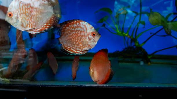 discus fish in aquarium, tropical fish. Symphysodon discus from Amazon river. Blue diamond, snakeskin, red turquoise and more discus fish in aquarium, tropical fish. Symphysodon discus from Amazon river. Blue diamond, snakeskin, red turquoise and more red pigeon blood discus stock pictures, royalty-free photos & images