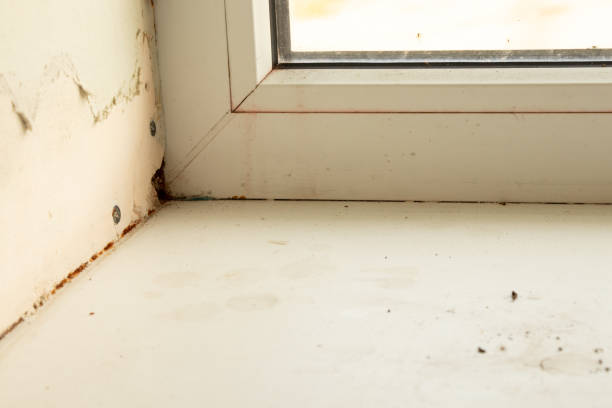 istock view of a window with a protruding fungus on a slope 1459879413