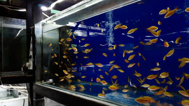 istock yellow fish swimming in aquarium on blue background 1459880063