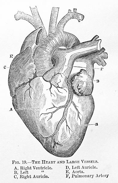 istock Amtique Medical Illustration of a Human Heart 145988046