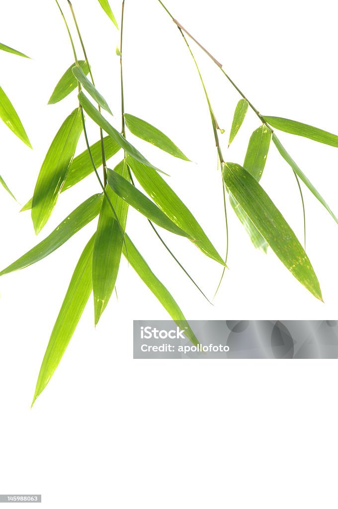 bamboo-leaves bamboo-leaves isolated on a white background. Asia Stock Photo