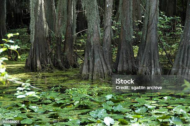 Cypress Tree Trunk Stockfoto und mehr Bilder von Baum - Baum, Baumrinde, Fotografie