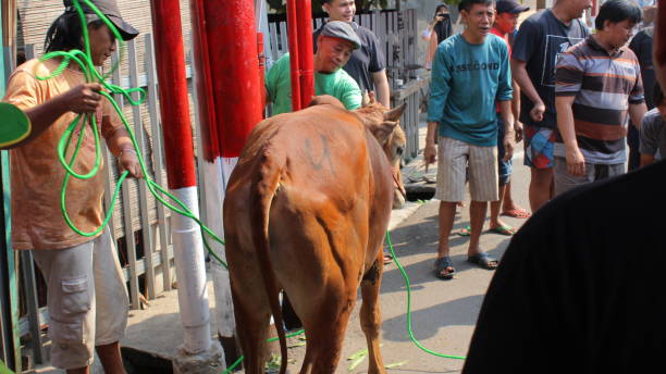 коричневая корова, привязанная к электрическому столбу - editorial sacrifice animal cow стоковые фото и изображения
