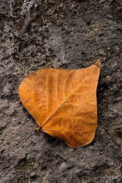 Solitary Leaf stock photo