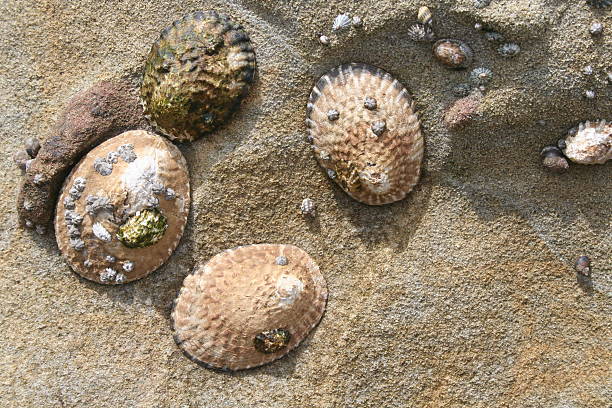 Shells and Rocks stock photo