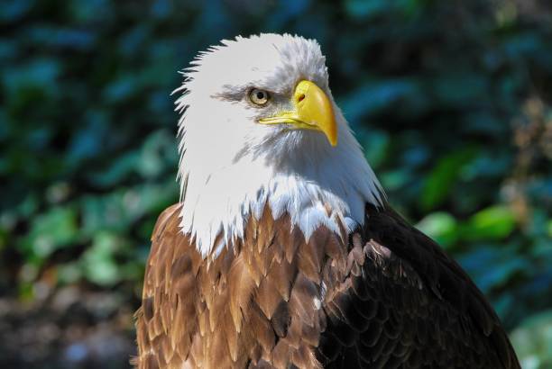 istock Closeup shot of a bald American eagle during daytime 1459883352