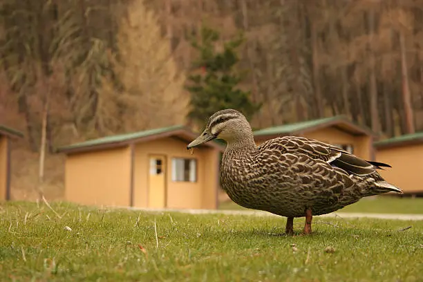 hi resolution image of a Duck standing in short grass with apricot cottages in the background,shadowed by tall pine trees