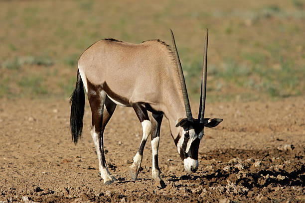 antílope gemsbok - gemsbok antelope mammal nature fotografías e imágenes de stock