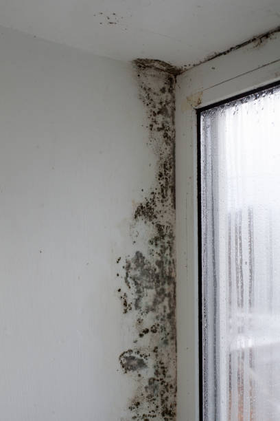 istock Fungus on the windowsill. Mold in the house. 1459884717