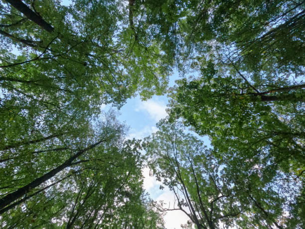 istock Forest, lush foliage, tall trees at spring or early summer - photographed from below. 1459884797