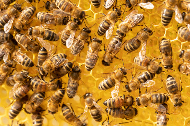istock Close up view of the working bees on honeycells. 1459884849