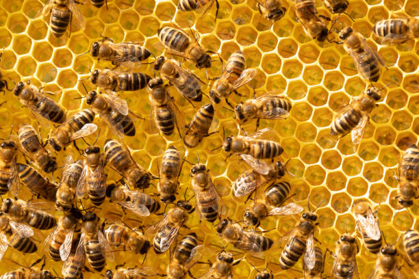 istock Close up view of the working bees on honeycells 1459884876