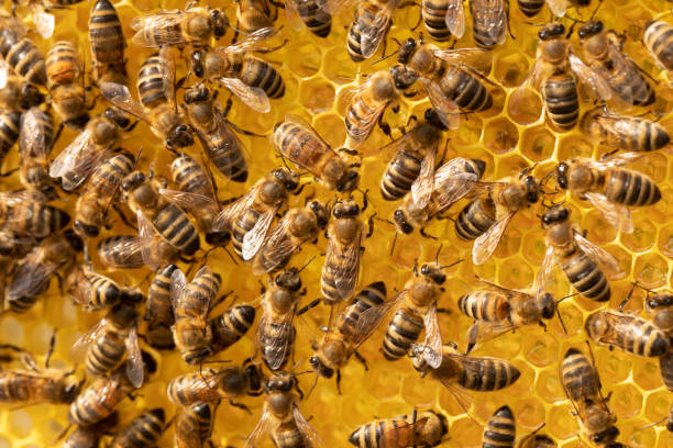 istock Bees are actively working on combs with honey. Close-up of insects at work 1459884935