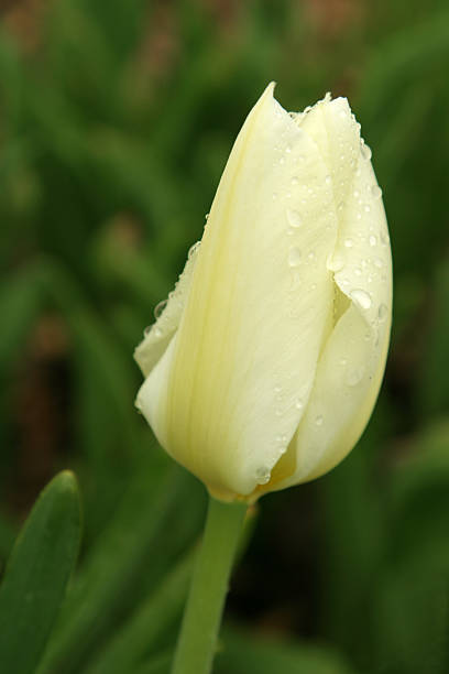 Tulip with raindrops stock photo