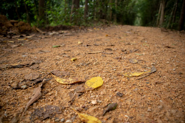 istock Fallen leaves on the road 1459887286