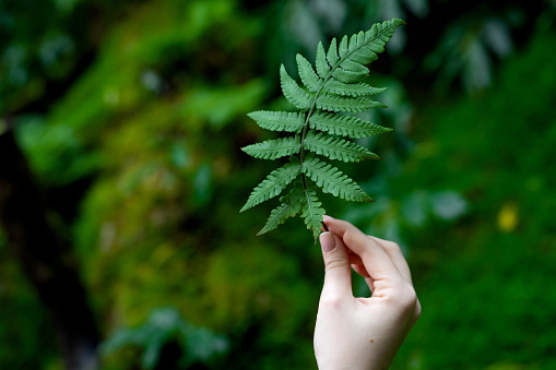Woman's hand holding green fern leaf against green forest background. Close up of female hand and small fern leaf.