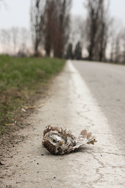 Morte di uccello in una strada - foto stock