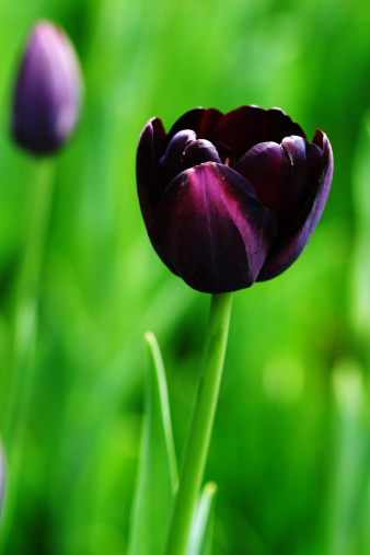 In summer, a black tulip in the gardan. Use Canon20D with EF 100 Macro USM at 100mm F4 1/125s ISO100 -0.67ev.