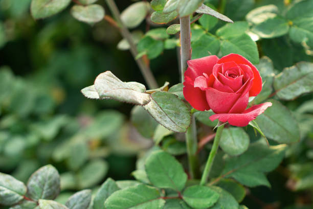 istock red rose in garden 1459888648