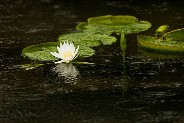 water lily pad and flowers stock photo