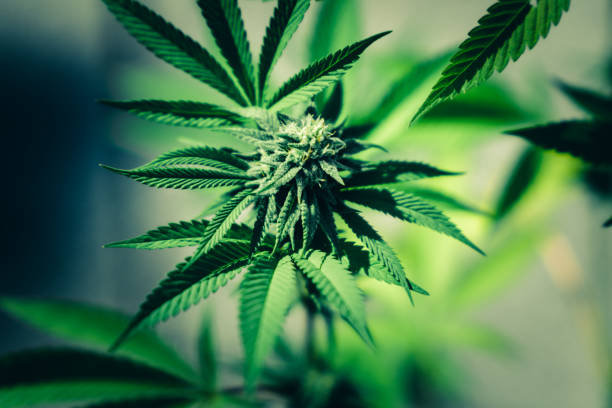 istock Marijuana cannabis tree with leaf, flowers and bud. Cultivation at outdoor. 1459888748