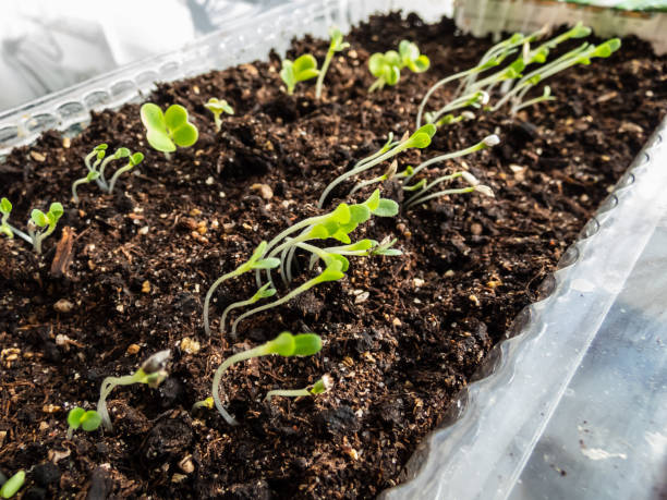 istock Small chinese cabbage plant seedlings growing in plastic container on the windowsill. Indoor gardening and germinating seedlings 1459889491