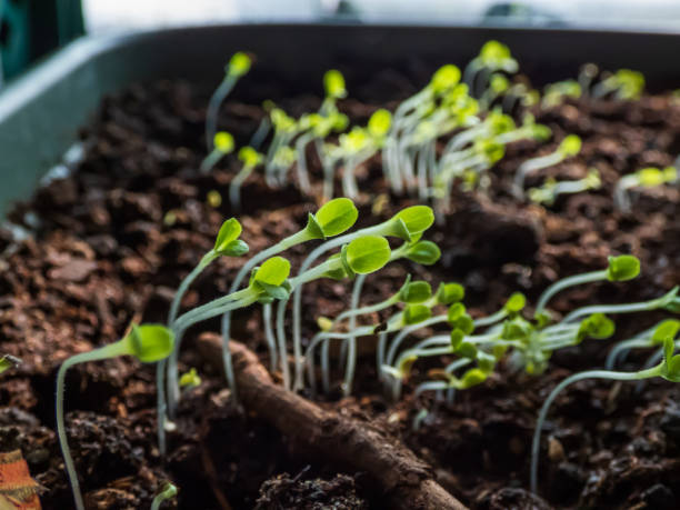 istock Leaf vegetables seedlings growing from seeds in plastic container on the windowsill. Indoor gardening and germinating 1459889508