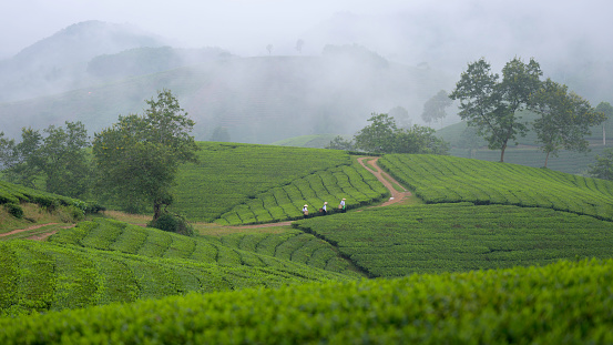 tea plantations sunset