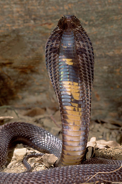 istock Snake-Black Pakastani cobra 145989014