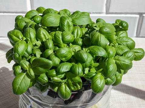 Growing young, green, fresh basil plants in a DIY plastic pot made from cut plastic bottle of water. Small, green basil plants growing indoors at home in recycled bottle planter