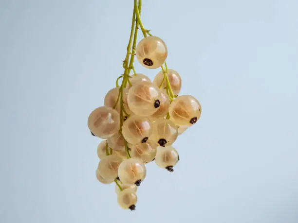 Macro shot of the perfect, ripe, edible fruits (berries) of the white currant or whitecurrant (ribes rubrum) with white background in summer