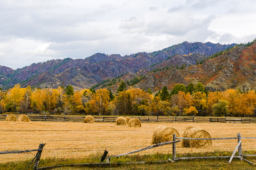 Green valley in the mountains. Yellow plateau in autumn. Golden field and forest in a mountain landscape.