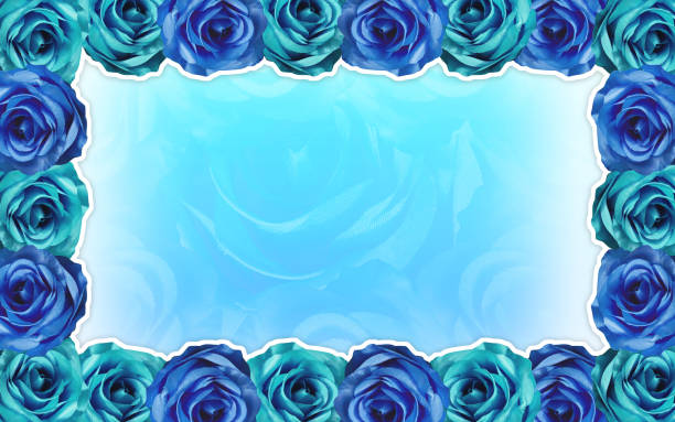 template blue and sky blue rose frame on white pattern, blur white and blue roses background, love, valentine, object, decor, copy space