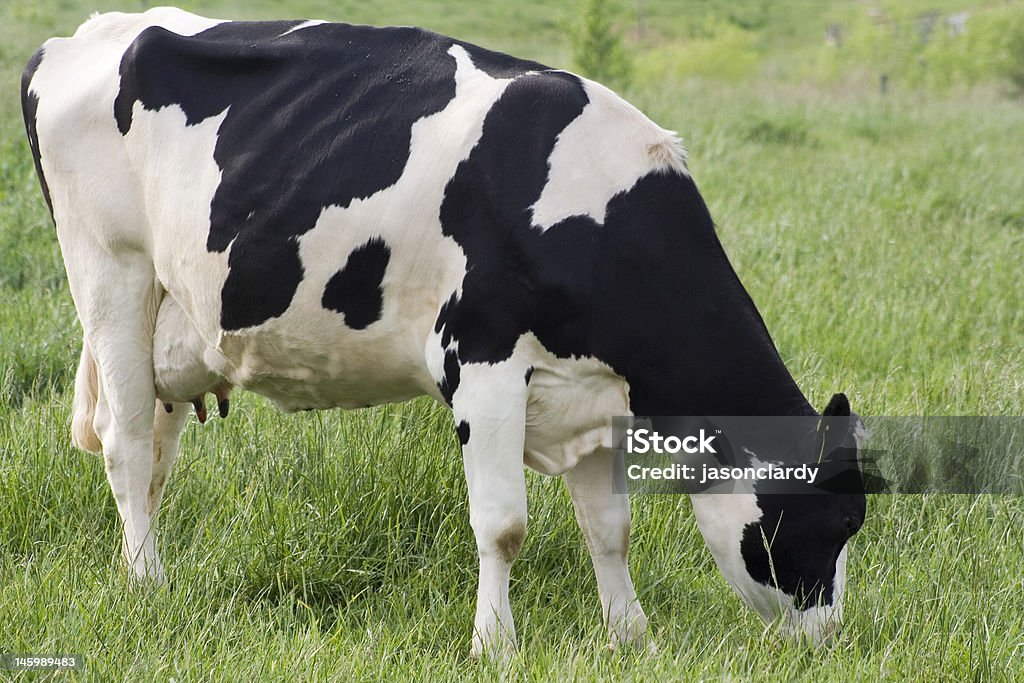 Grazing Cow A cow grazing in a pasture. Agriculture Stock Photo