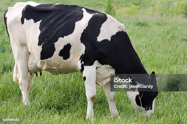 Grazing Cow Stock Photo - Download Image Now - Agriculture, Animal, Black Color