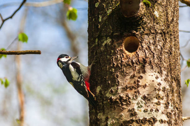 istock Great spotted woodpecker by the nest hole in a tree trunk 1459895422