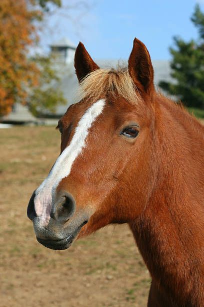 Pferd-Pose – Foto