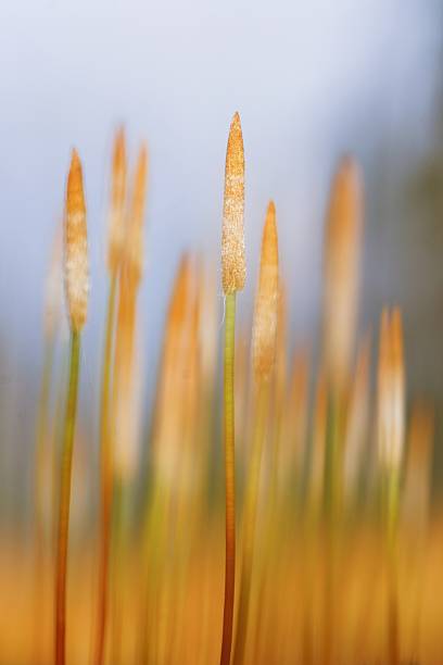 Moss with capsules stock photo