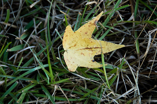 Leaf in Grass stock photo