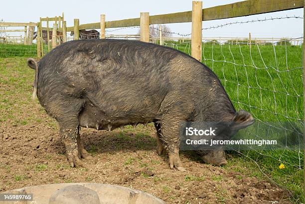 버핏 모돈 돼지에 대한 스톡 사진 및 기타 이미지 - 돼지, 버크셔-잉글랜드, Sow - Pig