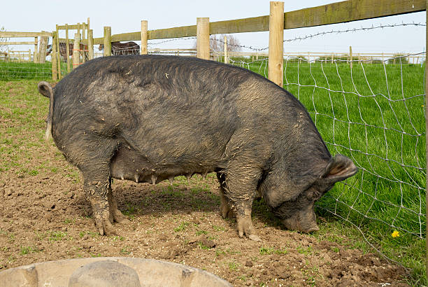 berkshire sow Berkshire sow pig, British rare breed, May, UK. berkshire pig stock pictures, royalty-free photos & images